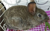 兔子胃积食的治疗方法