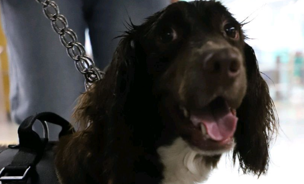 警校拍卖淘汰犬最高价至33万，买家回应引网友称赞