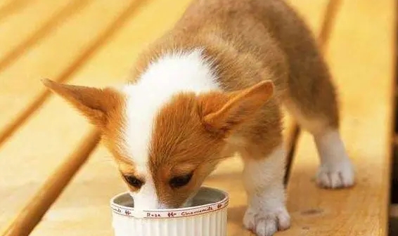 幼犬吃饱了特别兴奋