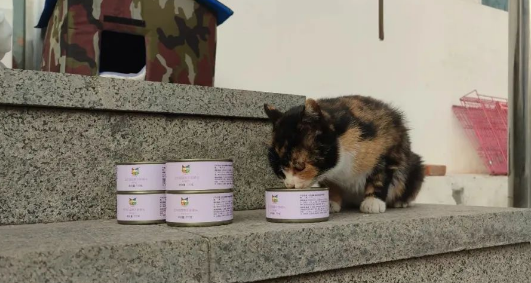 感谢Boopucat波普猫捐赠200箱罐头，助力流浪动物饱暖