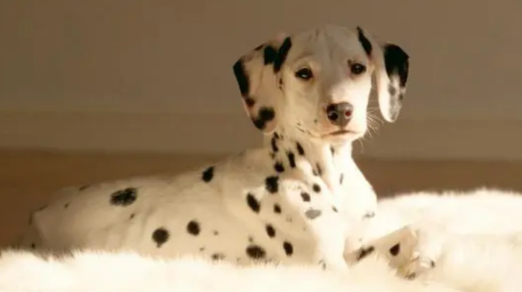 大麦町犬的缺点 容易感染真菌类的皮肤病