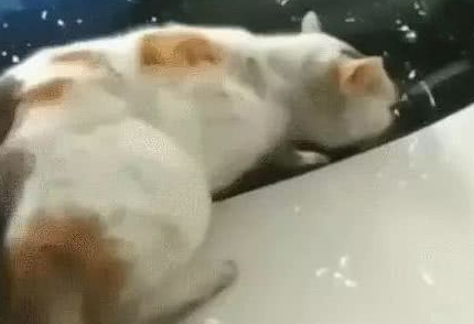 猫咪趴警车上睡觉，怎么推都不下去，猫：被我占了就是我的地盘！ 