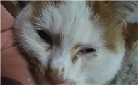 小猫一个眼睛睁不开有眼屎