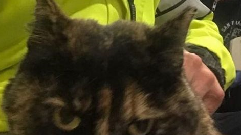 流浪小猫和消防员相亲相爱四年后，最近被一封匿名信打破了幸福