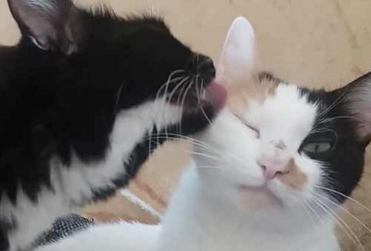 怎么才能听懂猫语 怎么才能听懂猫语