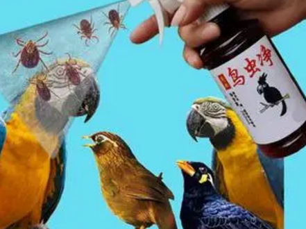 自制快速醉鸟药 自制快速醉鸟药