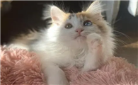 布偶田园猫混血照片