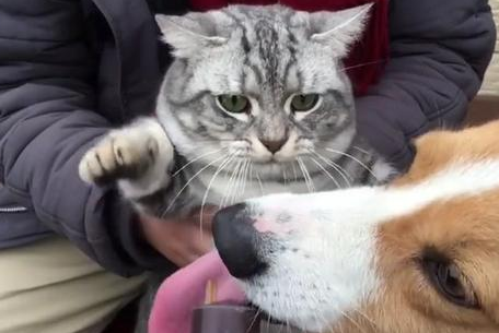 柯基偷吃猫咪的零食,小猫咪嫌弃的眼神让主人都笑了! 柯基偷吃猫咪的零食,小猫咪嫌弃的眼神让主人都笑了!