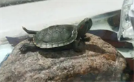 最小乌龟品种