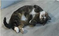 小猫咪前腿无缘无故瘸了