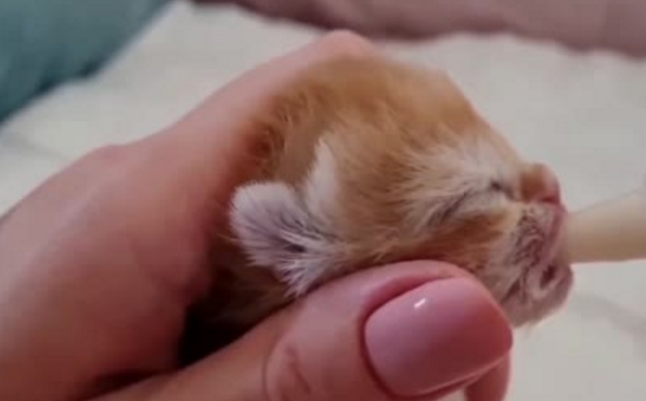 小猫咪出生第二天还不会吃奶