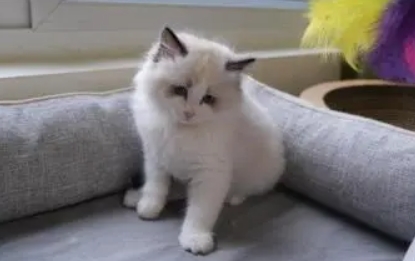 小猫买几个月的好