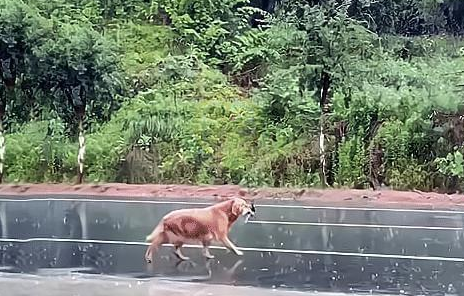 金毛两次被抛弃,叼着狗绳在雨中哭泣,身心遭受严重打击 金毛两次被抛弃,叼着狗绳在雨中哭泣,身心遭受严重打击