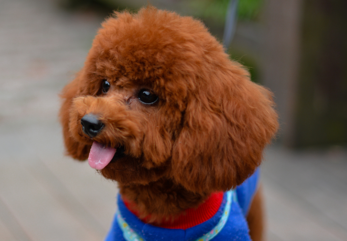 你知道泰迪犬的智商有多高吗?这18个小技巧能让你的泰迪犬轻松学会各种动作! 你知道泰迪犬的智商有多高吗?这18个小技巧能让你的泰迪犬轻松学会各种动作!