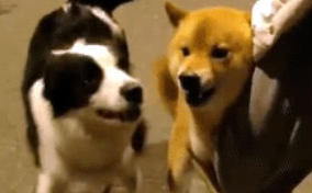 柴犬狗仗人势,抱着主人大腿才敢和边牧吵架,又凶又怂的动作亮了 柴犬狗仗人势,抱着主人大腿才敢和边牧吵架,又凶又怂的动作亮了