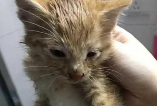 主人担心小猫被冻着，把它裹得像个卷饼，猫：我快喘不过气了 