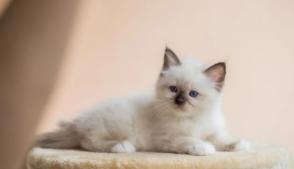主人出差养猫，几斤猫粮惹的祸，铲屎官后悔想哭