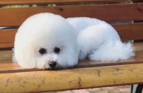 比熊犬多少钱一只幼崽便宜