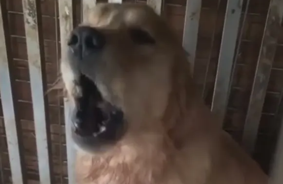 “狗场犬只声带被割”？回应来了