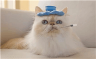 怎么判断猫咪是否发烧