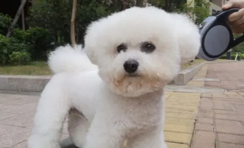 比熊犬为什么不建议养