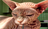 长得像外星人的猫是什么品种