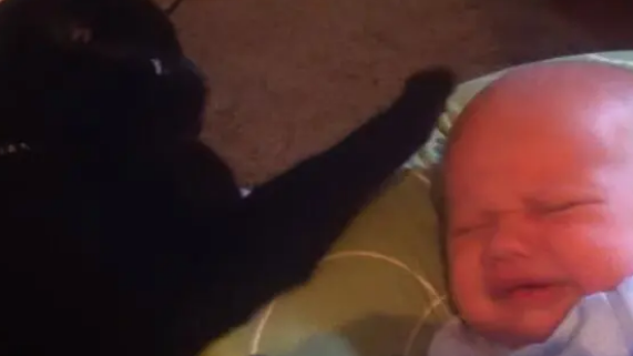 猫咪发现宝宝突然哭闹不停,主动上前做出这动作让人暖哭 猫咪发现宝宝突然哭闹不停,主动上前做出这动作让人暖哭