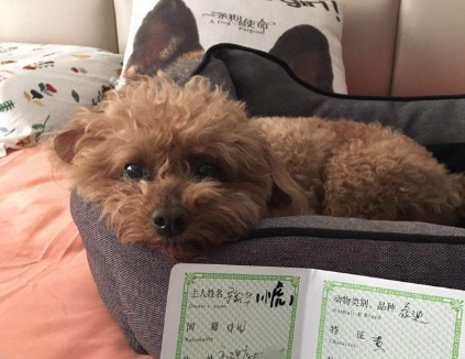 有狗证和没狗证的区别