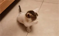 一岁的猫太活泼了怎么办