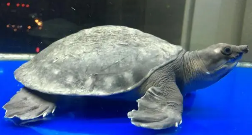 猪鼻龟眼睛一层白膜怎么回事 猪鼻龟眼睛一层白膜怎么回事