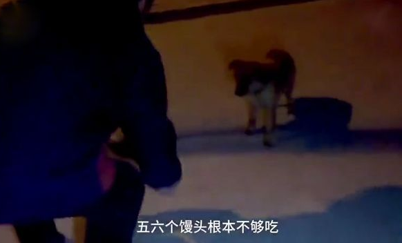 担心白天喂流浪狗吵到住户,老大爷每天深夜喂狗,一干就是4年 担心白天喂流浪狗吵到住户,老大爷每天深夜喂狗,一干就是4年