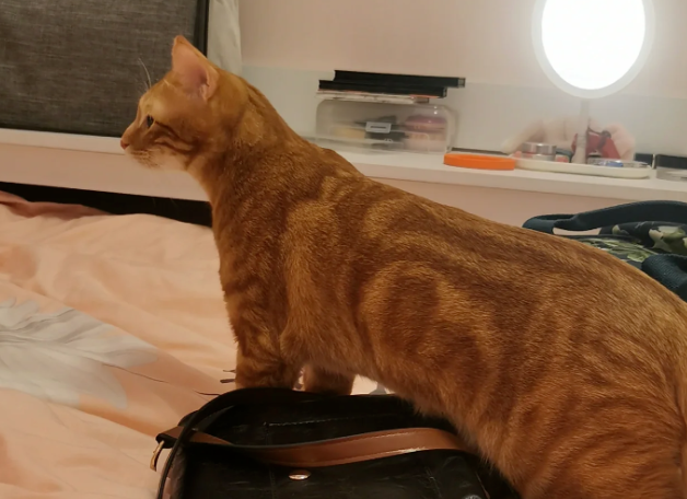 网友说她家猫的头很小,能有多小呢?我进去一看:啊?! 网友说她家猫的头很小,能有多小呢?我进去一看:啊?!