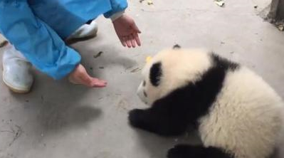 当熊猫暖暖被“退货”,粉丝们不淡定了,好想把暖妹妹给偷回来! 当熊猫暖暖被“退货”,粉丝们不淡定了,好想把暖妹妹给偷回来!