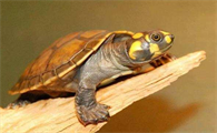 黄头龟是二级保护动物