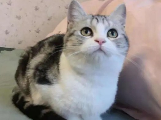 养一只猫要花多少钱 养一只猫要花多少钱