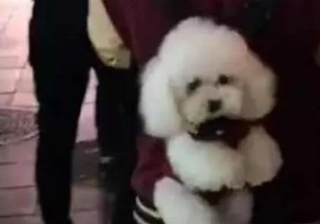 小哥把泰迪背在身后逛街,小家伙全程都很乖巧,把路人都萌翻了 小哥把泰迪背在身后逛街,小家伙全程都很乖巧,把路人都萌翻了