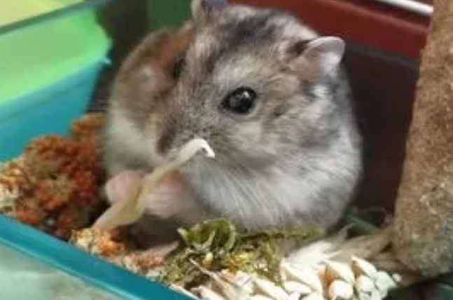 10g仓鼠粮几瓶盖 10g仓鼠粮几瓶盖