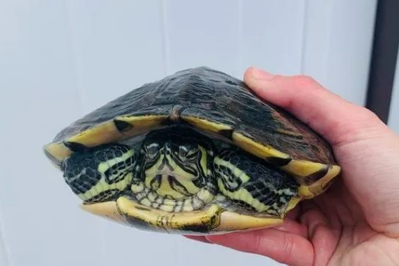 黄耳龟适应环境快吗? 黄耳龟适应环境快吗?