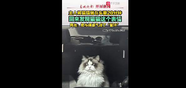 网友就离开20分钟，一回到发现布偶猫气成缅因猫：不，是鳌拜！