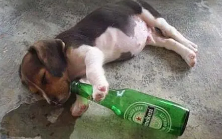 小狗喝点酒没事吧