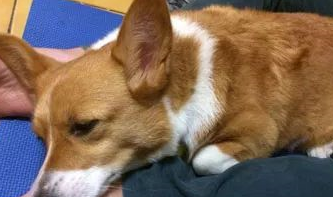 狗狗变年迈,主人为了陪它转行开出租,他更说:以后也要葬一起 狗狗变年迈,主人为了陪它转行开出租,他更说:以后也要葬一起