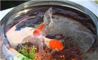 桶装矿泉水可以直接养鱼吗