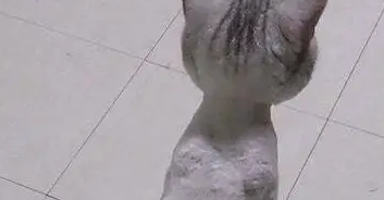 带猫咪去做了一个新发型,回来后就一直蹲在那里,背影太心酸 带猫咪去做了一个新发型,回来后就一直蹲在那里,背影太心酸