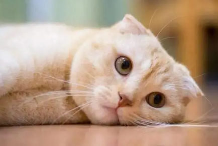 小猫会产后抑郁吗 小猫会产后抑郁吗