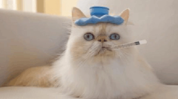小猫咪发烧的症状表现