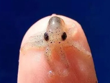 为什么说章鱼是外星生物?读完你就服了! 为什么说章鱼是外星生物?读完你就服了!