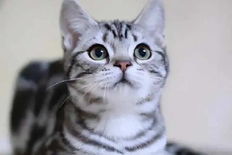美短猫的养法注意事项