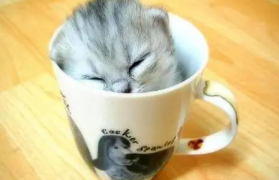 怎么训练茶杯猫固定地方磨爪 茶杯猫磨爪训练