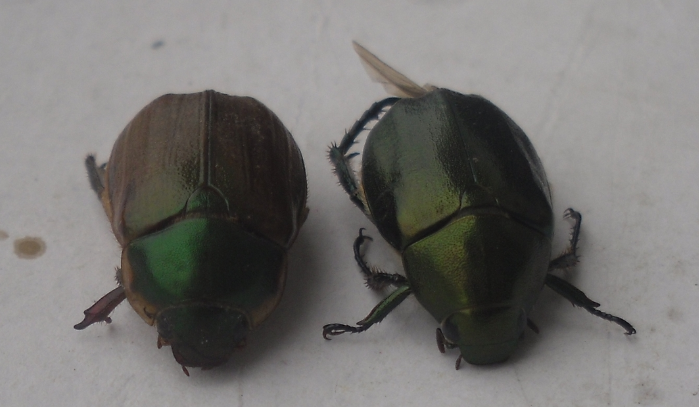 常见金龟子有什么药用价值