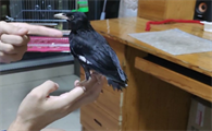 小八哥幼鸟吃什么食物